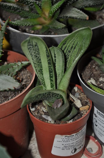 DSC_9761 - Gasteria