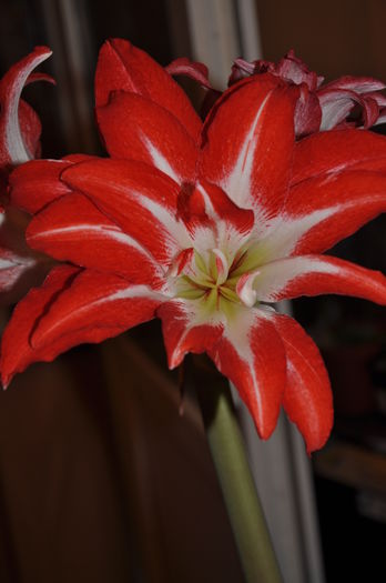 DSC_9781 - floricelele mele