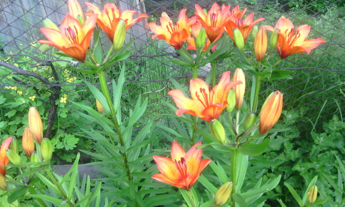 IMG_20160524_070430[1] - crini de gradina