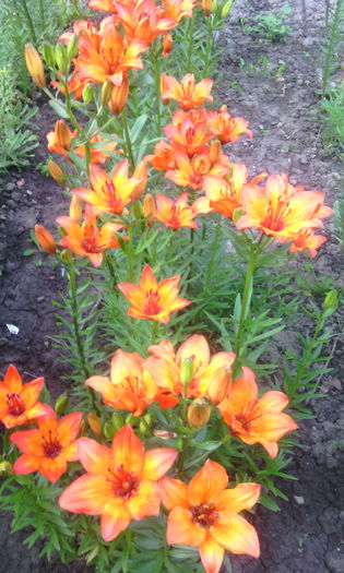 IMG_20160524_070522[1] - crini de gradina