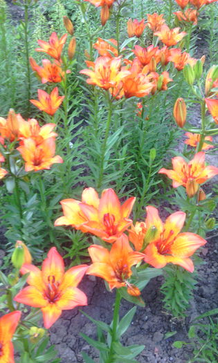 IMG_20160524_070604[1] - crini de gradina