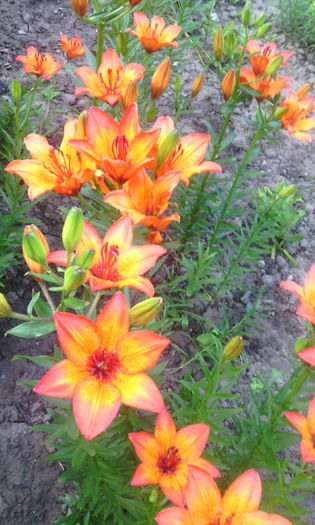 IMG_20160524_070531[1] - crini de gradina