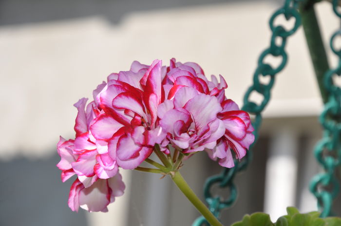 DSC_9882 - floricelele mele