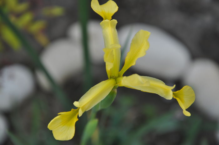 iris spurium
