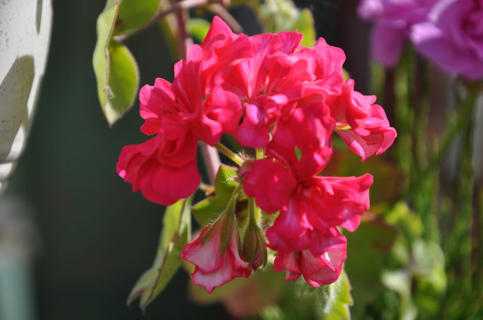 DSC_9899 - floricelele mele