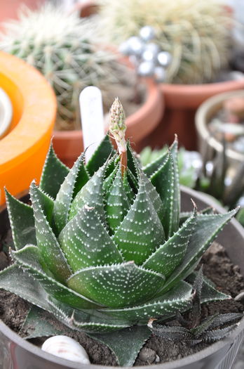 aloe cosmos boboc - Aloe