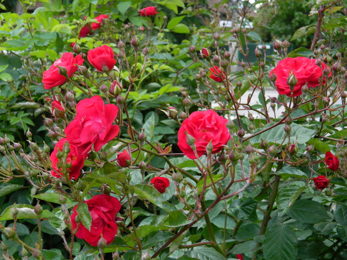DSCN9323 - 2016 MAI_4