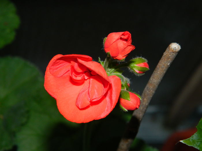 DSCN9444 - 2016 MAI_4
