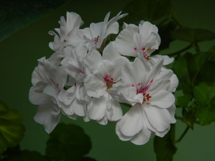 DSCN9451