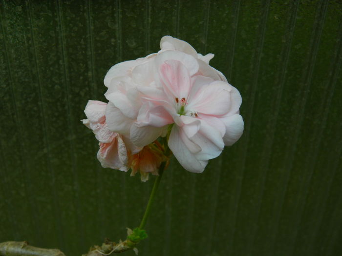 DSCN9453