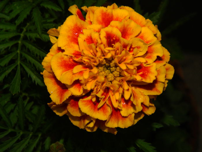 DSCN9454
