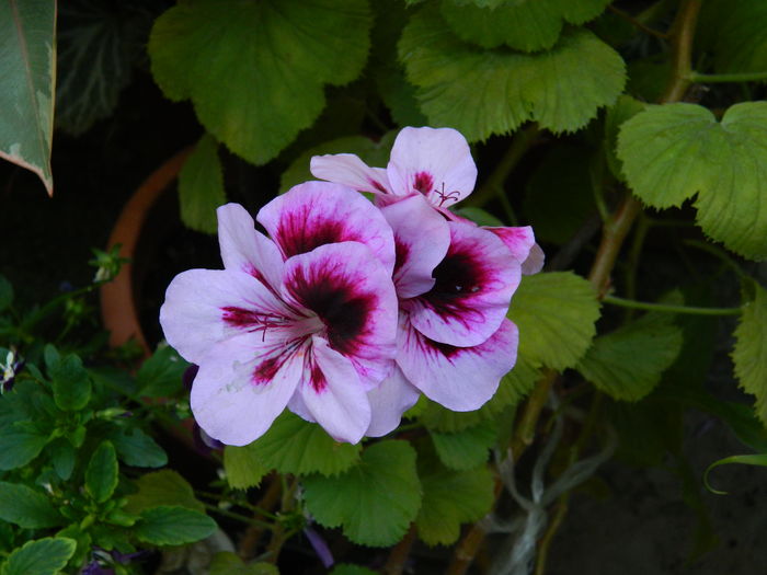 DSCN9455