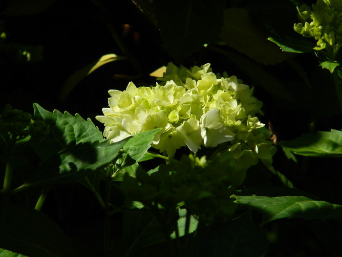 DSCN9471