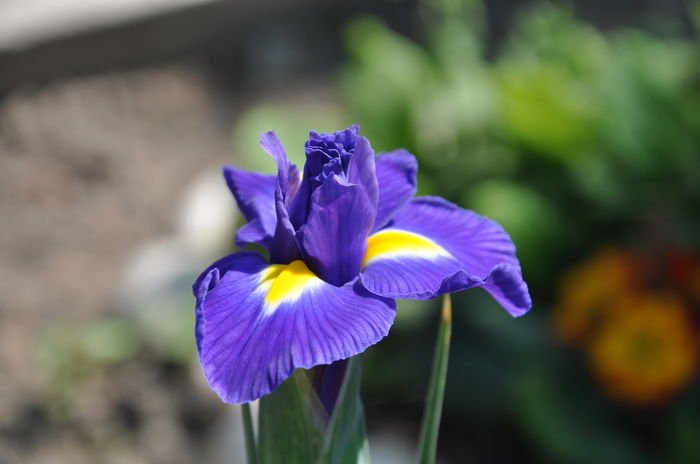 iris hollandica - Irisi