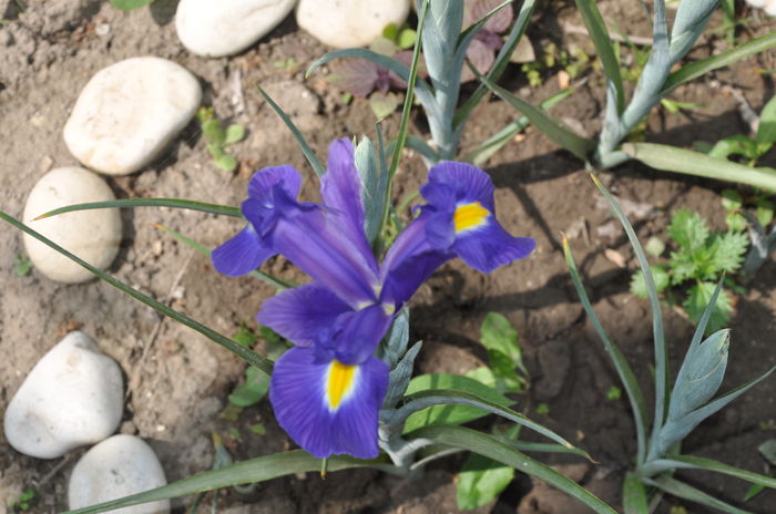 iris hollandica - Irisi