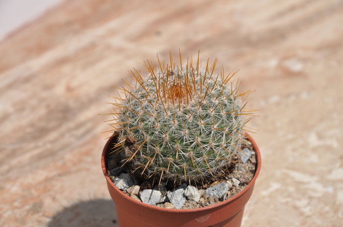 nr 46-8 lei - Plante suculente