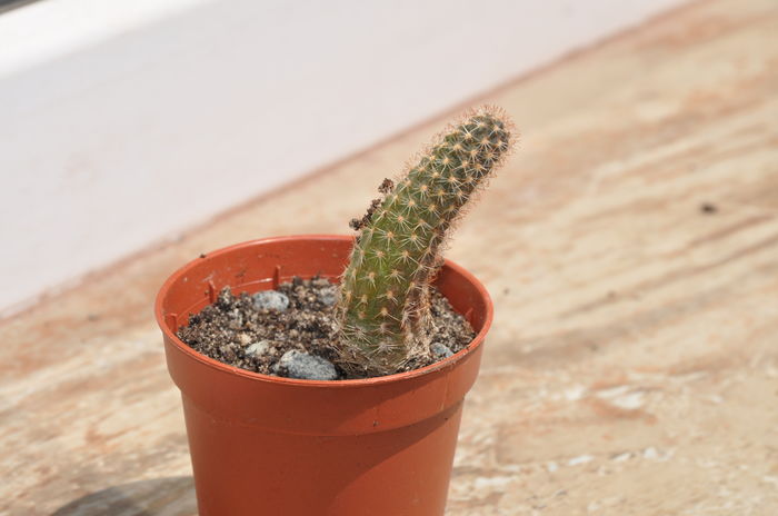 nr 51-4 lei - Plante suculente