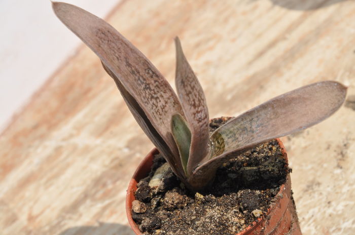 gasteria