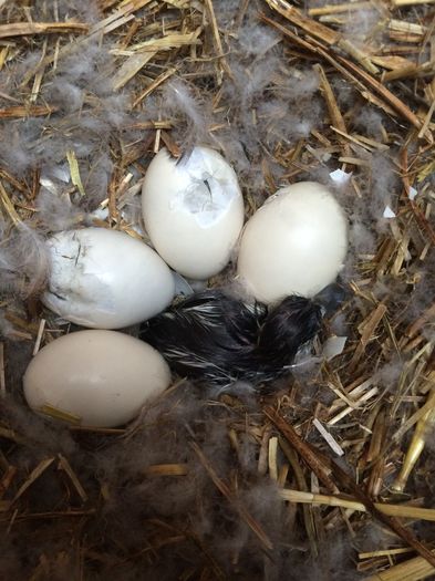 Exclusiv Pt Dragos Califar Paradis