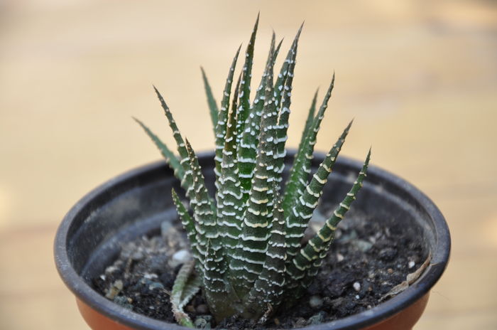 haw attenuata-10 lei - Plante suculente
