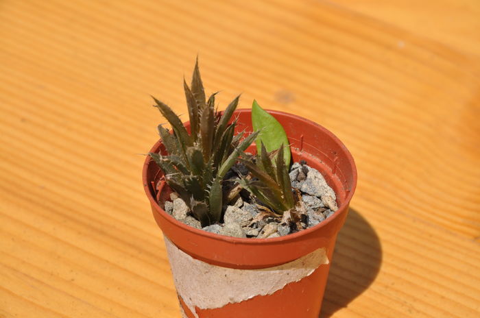 DSC_9961 - Aloe