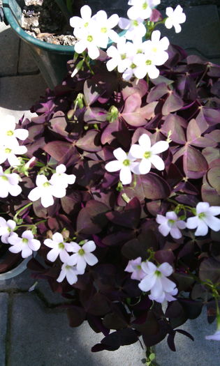 IMG_20160522_152749[1] - oxalis