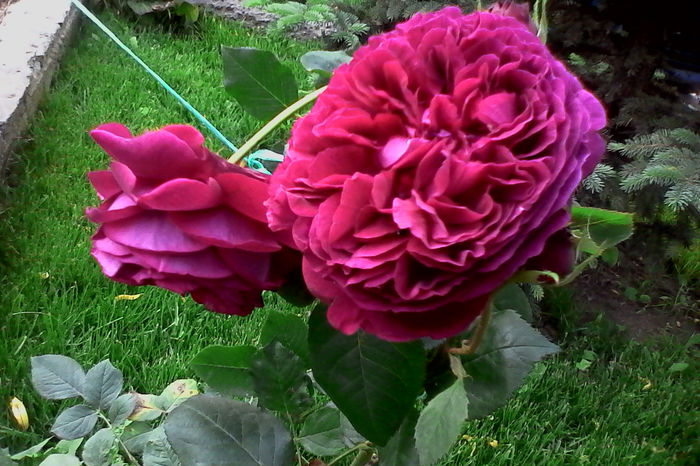 IMG_20160524_190748 - 5Primavara 2016