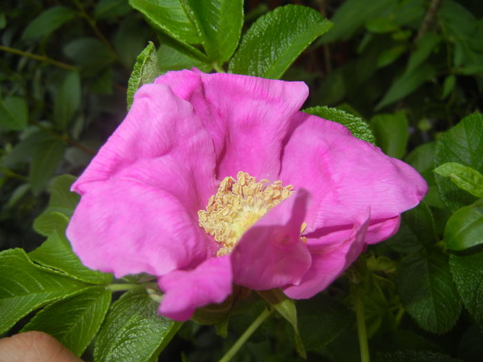 Rosa rugosa (2015, August 12)