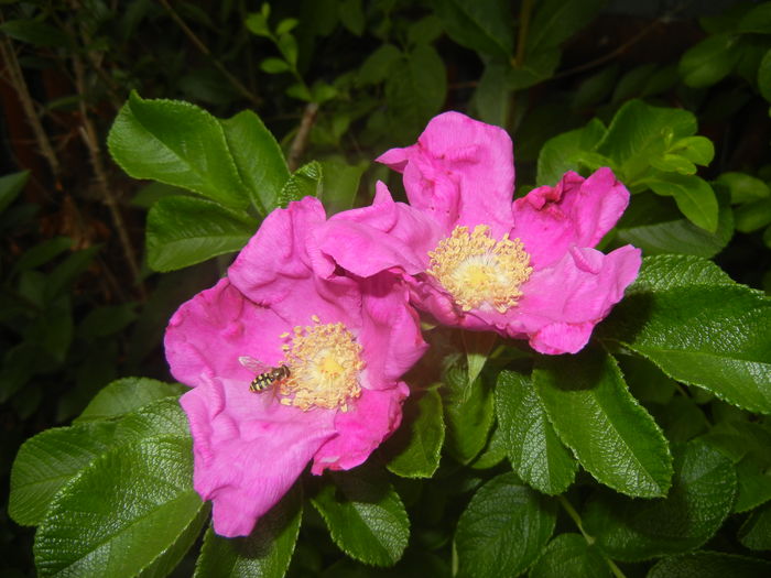 Rosa rugosa (2015, August 17)