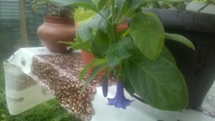 WP_20160524_18_51_45_Pro