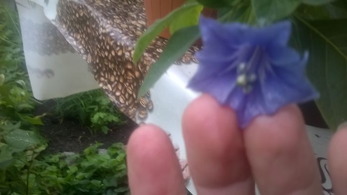 WP_20160524_18_52_10_Pro