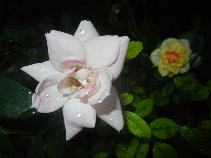 Pink Miniature Rose (2015, August 10) - Miniature Rose Pink