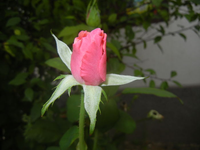 Rose Queen Elisabeth (2015, Aug.17)