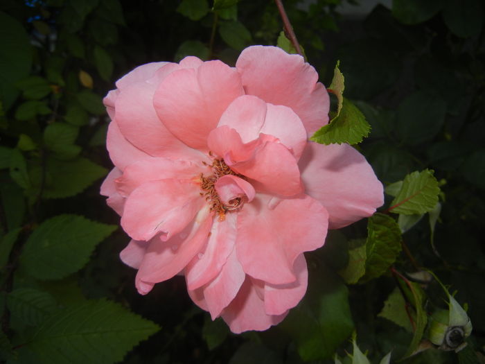 Rose Queen Elisabeth (2015, Aug.31)