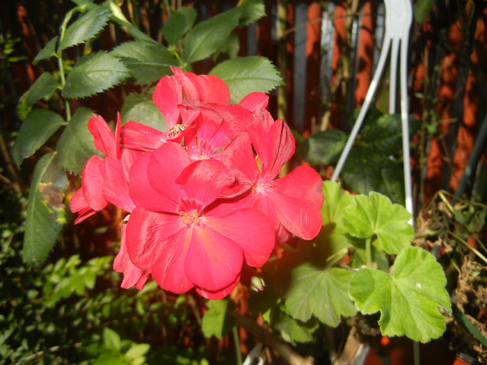 Red Ivy-Geranium (2015, August 03) - IVY-LEAVED Geranium Double