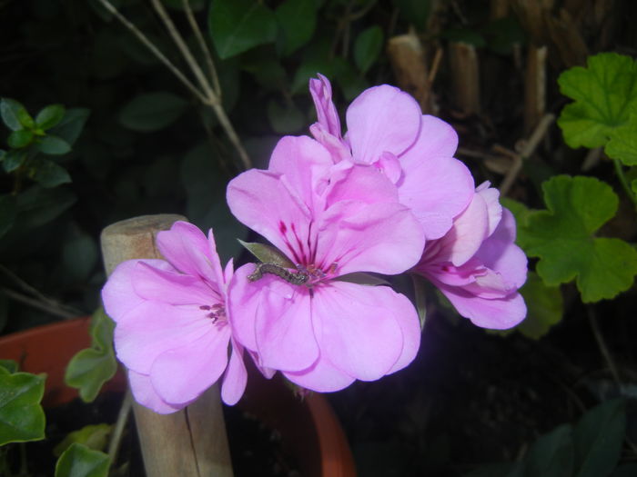 Lavender Ivy-Geranium (2015, Aug.26) - IVY-LEAVED Geranium Double