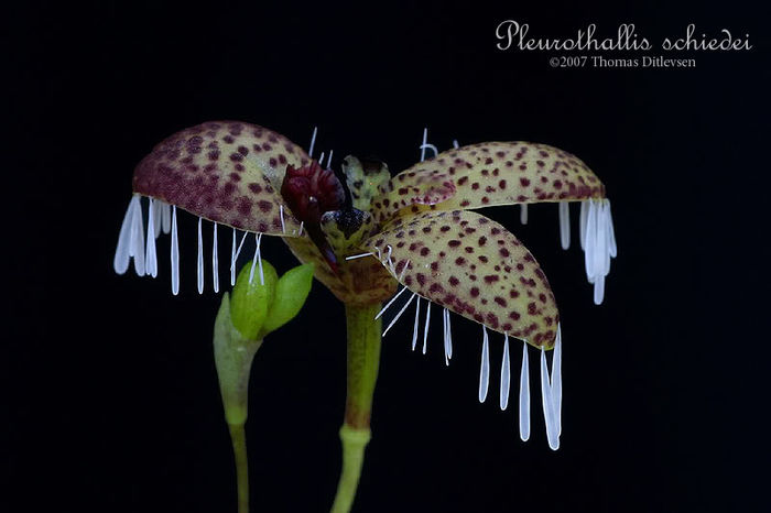 Pleurothallis schiedei