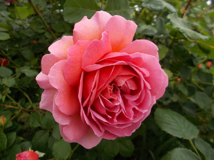 DSCN4651 - Princess Alexandra of Kent