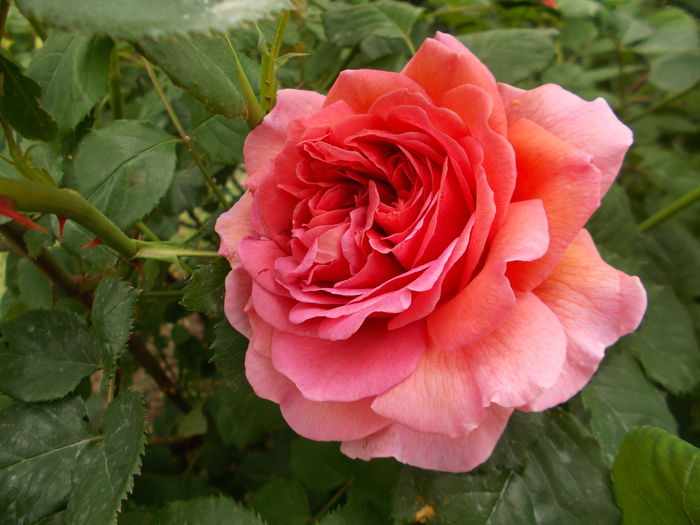 DSCN4653 - Princess Alexandra of Kent