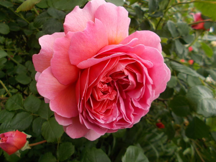 DSCN4720 - Princess Alexandra of Kent