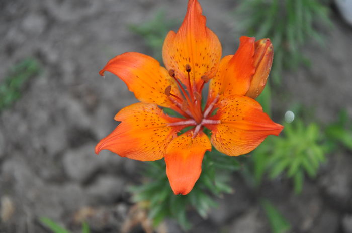 DSC_9966 - floricelele mele