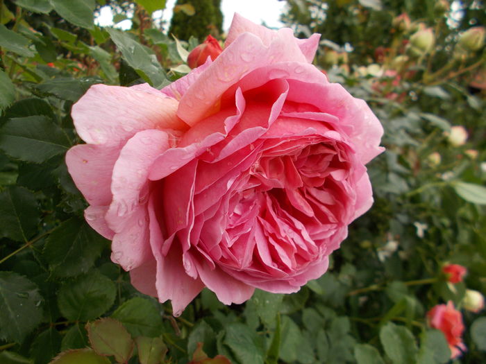 DSCN4874 - Princess Alexandra of Kent