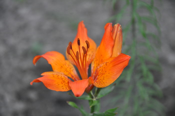 DSC_9967 - floricelele mele