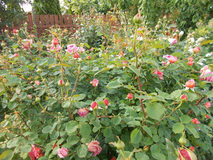 DSCN4973 - Princess Alexandra of Kent