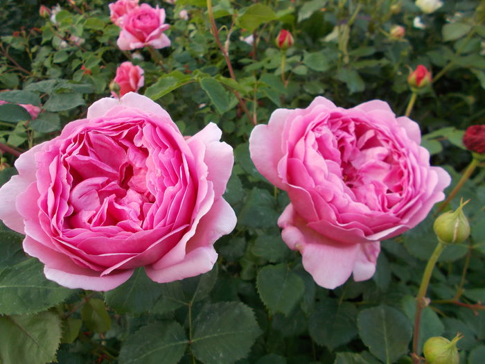 DSCN5022 - Princess Alexandra of Kent