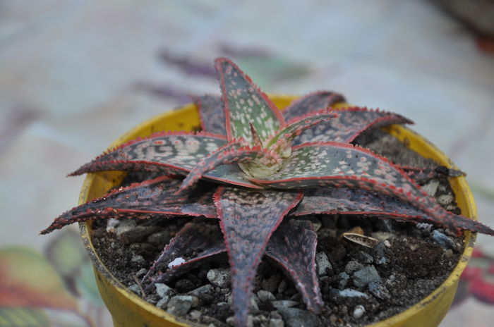 aloe christmas carol