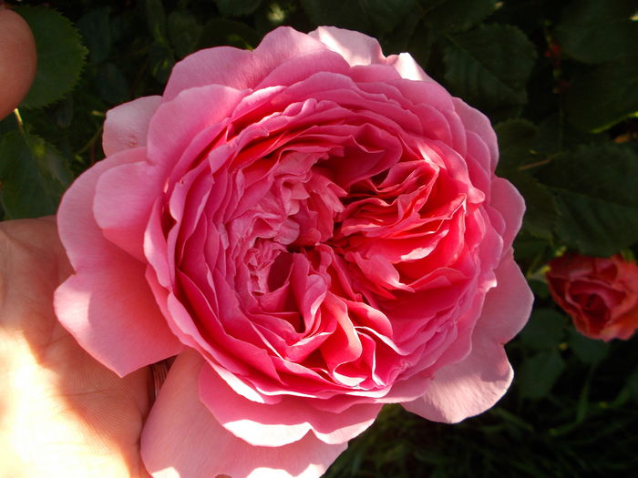 DSCN5097 - Princess Alexandra of Kent