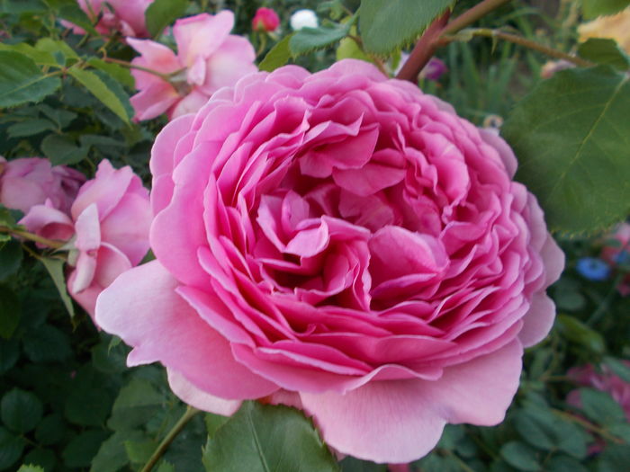 DSCN5124 - Princess Alexandra of Kent