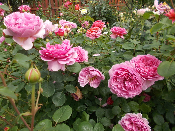 DSCN5227 - Princess Alexandra of Kent