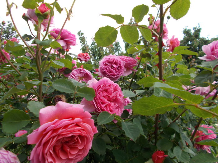 DSCN5230 - Princess Alexandra of Kent